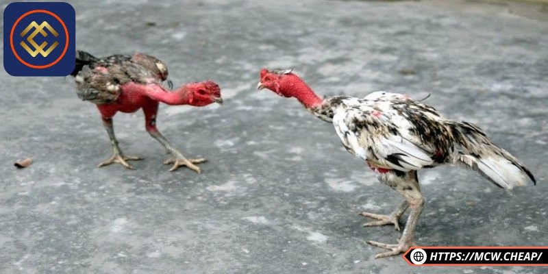 Chuồng nuôi gà cần được thiết kế thoáng mát, khô ráo và đủ ánh sáng tự nhiên