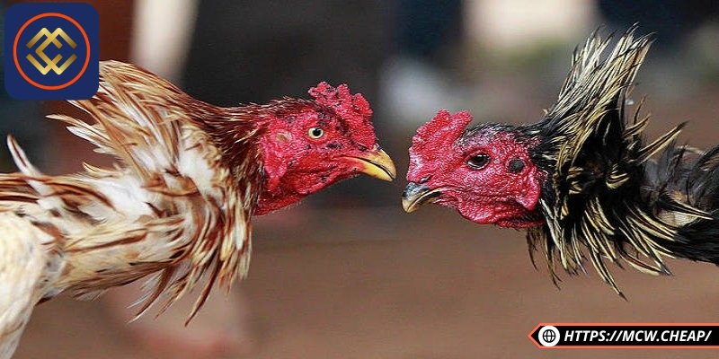 Giới thiệu sơ lược bí quyết nuôi gà đá nhanh sung 