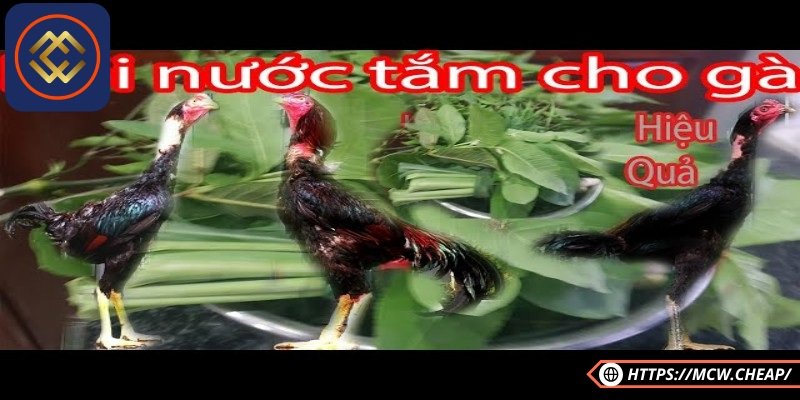 Nước chè xanh từ lâu đã được xem như một nguyên liệu tự nhiên hữu ích