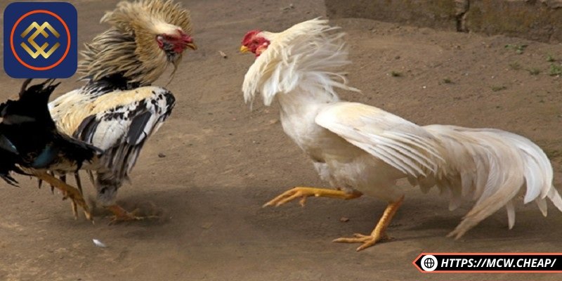 Vần hơi giúp gà làm quen với không gian chiến đấu mà không gây tổn thương