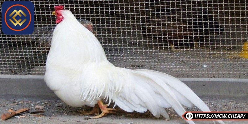 Làm chuồng giữ nhiệt là nơi cư trú cho gà tre