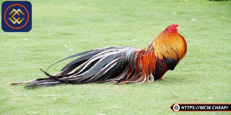Dinh dưỡng là điều cần thiết tốt nhất cho gà