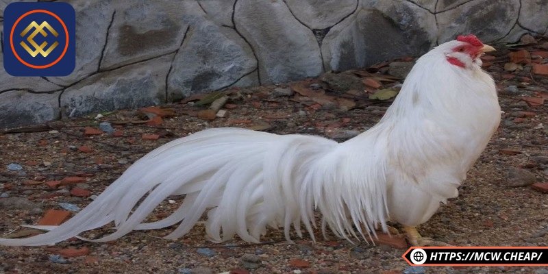 Giới thiệu cho người chơi về cách nuôi gà tre đá mùa lạnh 