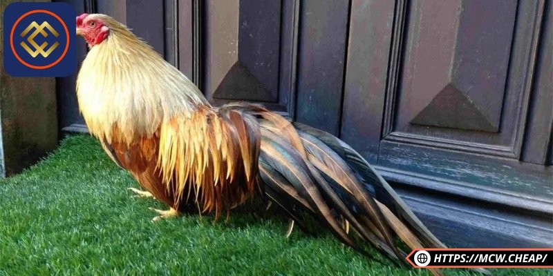 Luyện tập đúng thời điểm giúp gà có sức khỏe tốt để chiến đấu 