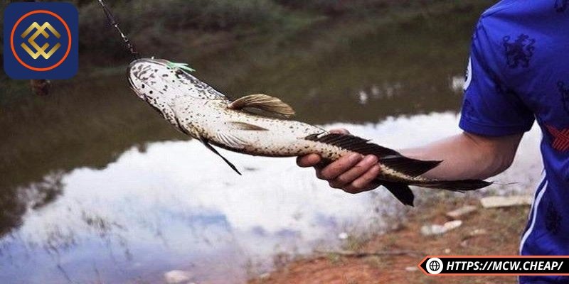 Giải đáp thắc mắc mơ thấy cá lóc đánh con gì khi ăn nó