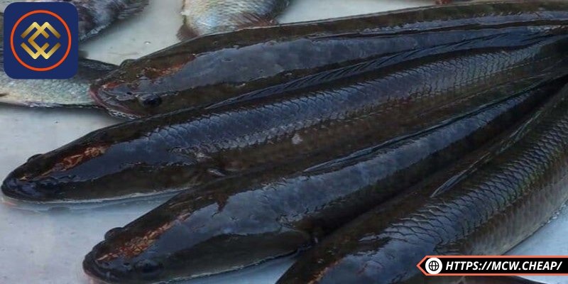 Giấc mơ thấy đàn cá lóc chết mang thông điệp không mấy tích cực