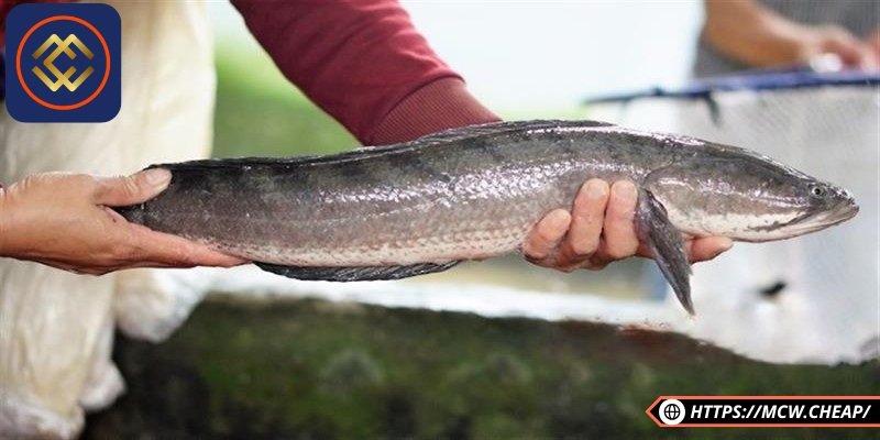 Mơ thấy cá lóc đánh con gì sẽ giúp bạn nhanh giàu?