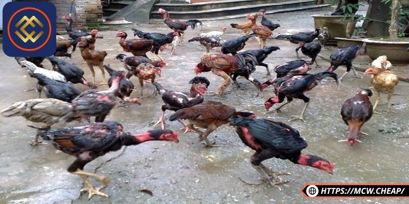 Phân biệt gà nòi và gà lai không có mà cực kỳ đơn giản