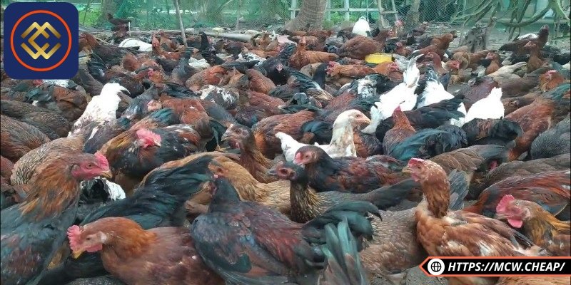 Màu da đặc trưng dễ nhận thấy của gà nòi