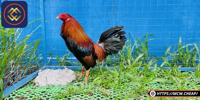 Móng là 1 trong những sự khác biệt về ngoại hình