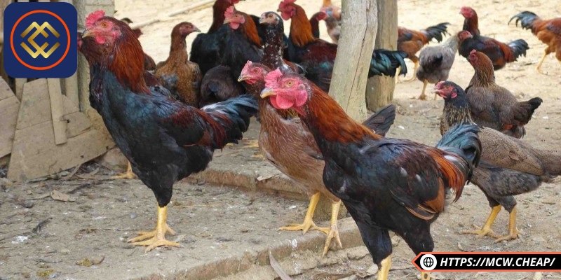 Độ phổ biến trên thị trường gà nòi vẫn chiếm ưu thế